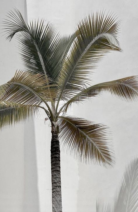 Aesthetic Themes, White Aesthetic, Green Aesthetic, Aesthetic Photo, Instagram Aesthetic, Wall Collage, Palm Tree, Palm Trees, Aesthetic Pictures