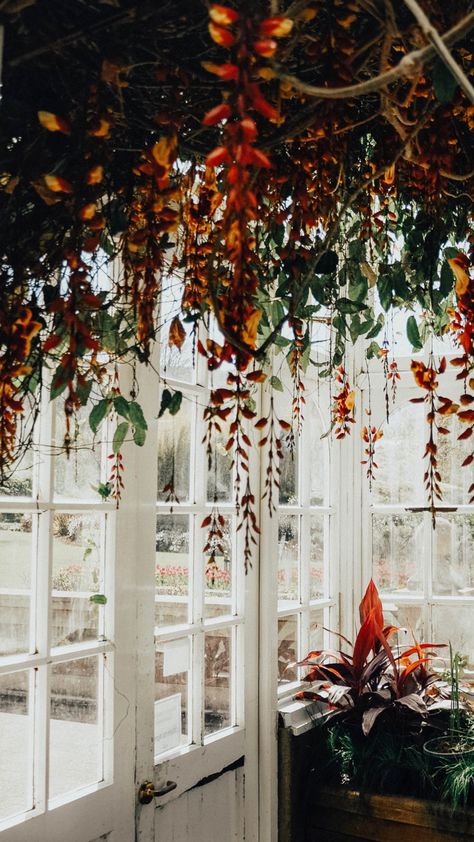 Botanic gardens greenhouse in Dunedin, New Zealand Fall Greenhouse, Christmas Botanicals, Garden Greenhouse, Botanic Gardens, Christmas Minis, Fall Floral, Botany, Botanical Gardens, New Zealand