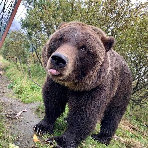 Weekly Reminder, Kodiak Bear, Alaska Wildlife, Brown Bears, Cute And Cuddly, Bear Pictures, Bowling Ball, Love Bear, Silly Animals