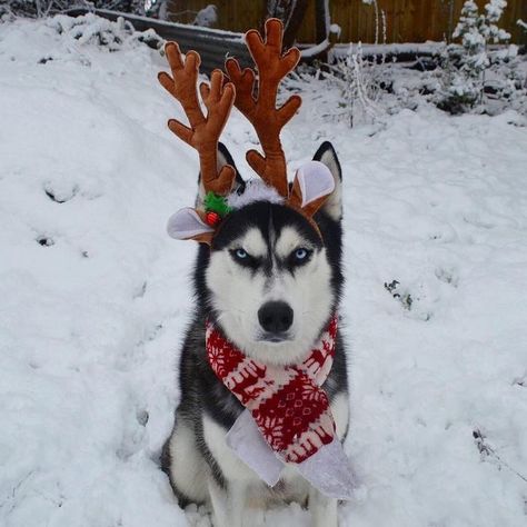 Owner Attempts To Do A Christmas Card Photoshoot With Her Husky, And The Results Are Just Too Funny - I Can Has Cheezburger? Wallpaper Desktop Christmas, Christmas Wallpaper Disney, Desktop Christmas Wallpaper, Christmas Wolf, Christmas Husky, Grumpy Dog, Grumpy Face, Hate Christmas, Wallpaper Disney