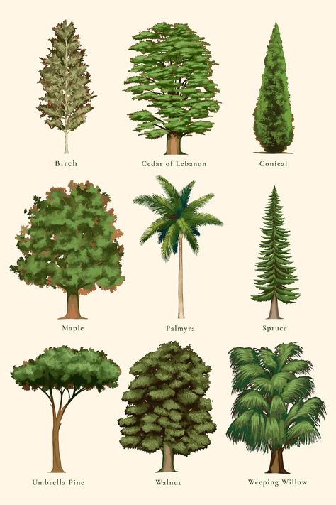 Hand drawn trees vector set | premium image by rawpixel.com / Niwat Drawing Ideas Trees, Palm Background, Tree Tattoo Arm, Trees Illustration, Leaf Identification, Types Of Trees, Trees Vector, Landscape Design Drawings, Tree Identification