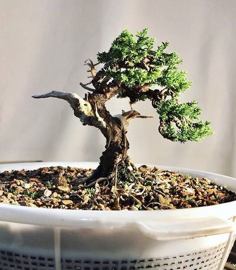 Aquarium Hacks, Boxwood Bonsai, Jade Plant Bonsai, Growing Bonsai, Garden Bonsai Tree, Bonsai Making, Japanese Bonsai Tree, Bonsai Forest, Pre Bonsai