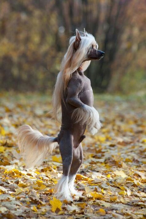 Chinese Crested- Hairless Dogs, Chinese Crested Puppy, Chinese Crested Hairless, Chinese Dog, Rare Dogs, Ugly Dogs, Hairless Dog, Photo Animaliere, Chinese Crested Dog