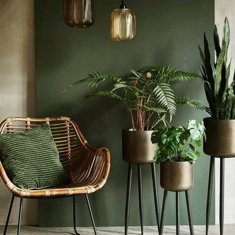 Home Deco on Instagram: “A dark plant room is so elegant, don't you think? ↠ Follow us @homedeco for more plant decor ideas⁠ ↠⁠ ↠⁠ 📸: @idea.chideman #plantshelfie…” Tattoo Modern, Interior Pendant Lighting, Hygge Design, Dark Green Walls, Chaise Metal, Room With Plants, Boho Living, Room Aesthetic, Wall Color