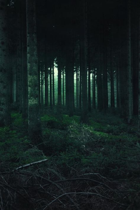 Tall Trees, Dark Forest, Green Grass, At Night, Trees, Forest, Green