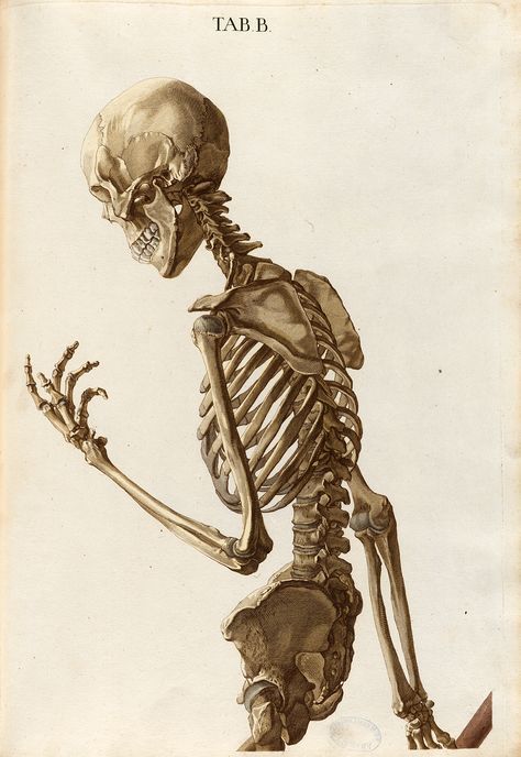 Plate B upper half from Christoph Jacob Trew's Tabulae osteologicae Posters Skeleton, Anatomy Posters, Vintage Anatomy, Skull Anatomy, Skeleton Anatomy, Skeleton Drawings, Human Anatomy Drawing, Human Skeleton, Human Figure Drawing