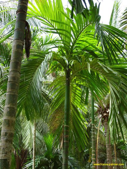 areca-catechu-adultes Areca Catechu, Betel Nut, Plant Leaves, Thailand, Plants, Quick Saves