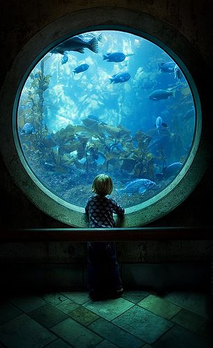 Through A Window, 3d Camera, Underwater City, Underwater Art, Tanked Aquariums, Poses References, Illustration Inspiration, The Fish, Fantasy Landscape