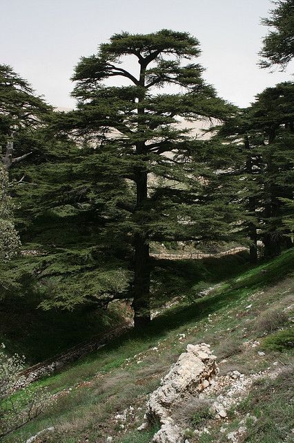 Cedar Tattoo, Lebanon Cedar Tree, Lebanon Aesthetic, Lebanon Tree, Lebanon History, Cedrus Libani, Lebanon Cedar, Cedar Of Lebanon, Tree Photos