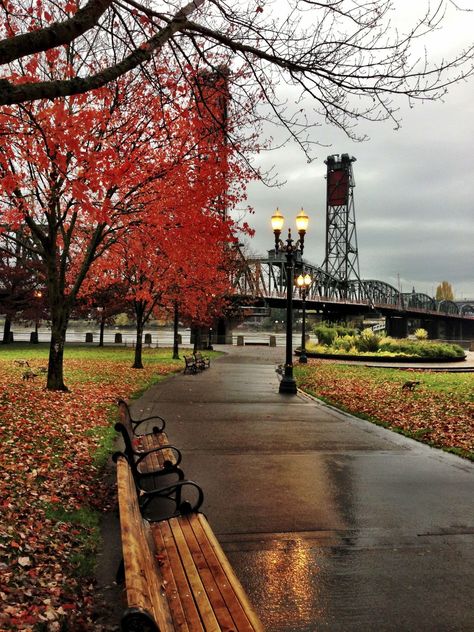 The Shimmering Shadow Oregon Aesthetic, Voodoo Donuts, Aesthetic Scenery, Beautiful Oregon, Maple Trees, Vancouver Washington, Traveling Tips, Downtown Portland, Fall Beauty