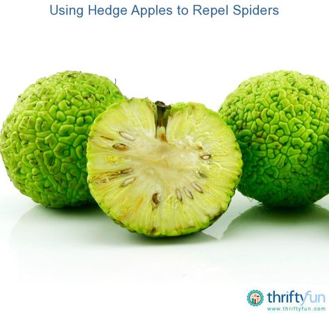 Hedge Apples Uses, Maclura Pomifera, Spider Repellent, Hedge Apples, Spiders Repellent, Plants That Repel Bugs, Rag Quilt Tutorial, House Spider, Apple Decorations