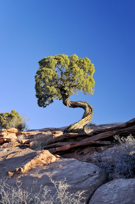 Explore jetguy1's photos on Flickr. jetguy1 has uploaded 2033 photos to Flickr. Weird Trees, Tree Growing, Foto Langka, Twisted Tree, Matka Natura, Belle Nature, Moab Utah, Old Trees, Unique Trees