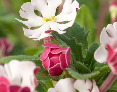 Night Blooming Flowers, Zinnia Elegans, Seed Starting Mix, Cemetery Decorations, Moon Garden, Herb Seeds, Sweet Fragrances, Seed Starting, Annual Plants