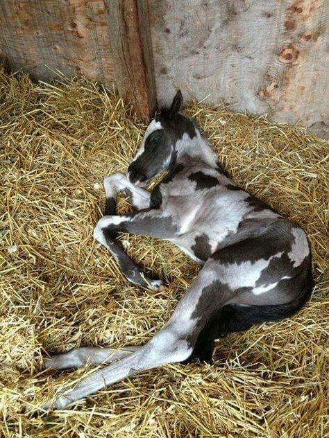 New born paint Baby Horse, Rare Horses, Baby Horses, All The Pretty Horses, Horse Crazy, Cute Horses, Horse Photos, Horse Coloring, Pretty Horses