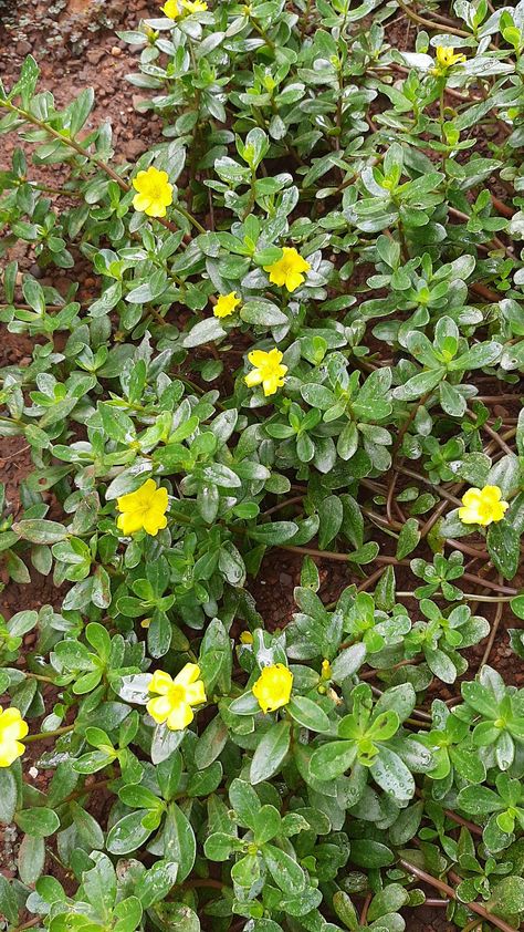 Beldroega Portulaca Oleracea, Plants