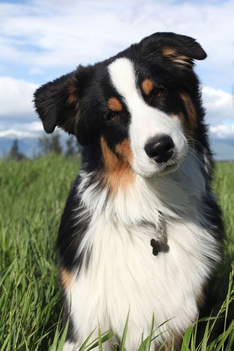 40 Best Medium Sized Dog Breeds - List of Popular Cute Medium Sized Dogs for Families Best Medium Sized Dogs, Quiet Dog Breeds, Australian Shepherd Red Tri, Medium Sized Dogs Breeds, Family Dogs Breeds, Background Grey, Dog Breeds List, Dog Breeds Medium, Australian Shepherd Dogs