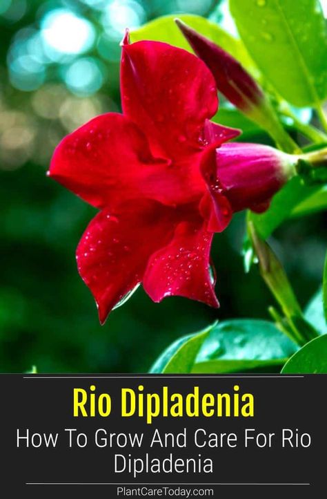 How To Grow And Care For Rio Dipladenia Dipladenia Container Ideas, Dipladenia Plants Care, Dipledania Plant, Dipladenia Planter Ideas, Rio Plant, Dipladenia Plants, Rio Flowers, Mandeville Plant, Rio Dipladenia