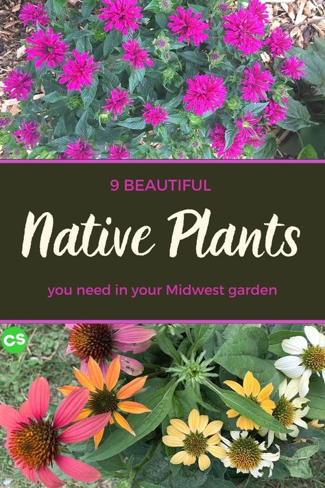 Native Midwest Flowers, Minnesota Native Plants Landscapes, Midwest Native Garden, Wisconsin Native Plants Landscapes, Ohio Native Plants Perennials, Wisconsin Native Plants, Minnesota Native Plants, Michigan Wildflowers Native Plants, Michigan Native Plants Landscapes