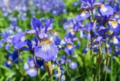 Iris Care, Spring Perennials, Growing Irises, Deer Resistant Garden, Siberian Iris, Deadheading, Garden Bulbs, Low Maintenance Plants, Tall Plants