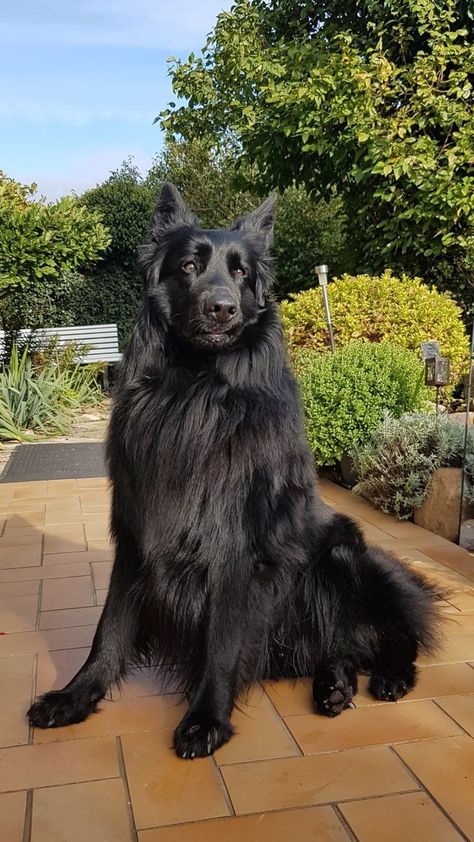 Black German Shepherd Aesthetic, Black Gsd, Black German Shepherd Puppies, Black German Shepherd Dog, German Sheperd Dogs, Black Dogs, Black German Shepherd, Belgian Shepherd, Album Of The Year