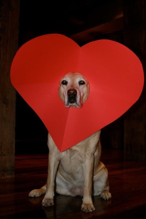 Yellow Labs, Valentines Day Dog, Love My Dog, Dog Valentines, Golden Retrievers, So Adorable, Happy Valentine's Day, Happy Valentine's, Cocker Spaniel