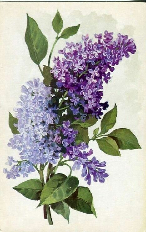 Lilac Tattoo, Lilac Painting, Illustration Botanique, Pola Sulam, Vintage Botanical Prints, 수채화 그림, Lilac Flowers, Arte Floral, Vintage Botanical