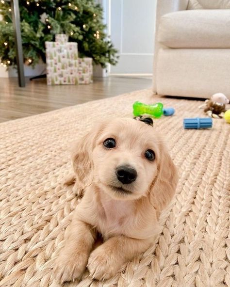 Blonde Sausage Dog, Blonde Weiner Dog, Golden Weiner Dog, Daushund Puppies, Funny Pics Of Dogs, Blonde Dachshund, Weiner Dog Puppies, Pics Of Dogs, Daschund Puppies