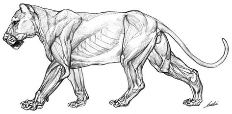 Lion anatomy by ~ononheli on deviantART Lion Anatomy, Rabbit Anatomy, Feline Anatomy, Dog Anatomy, Animal Action, Cat Anatomy, Animal Skeletons, Scary Animals, Animal Anatomy