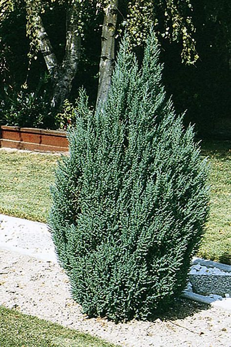 Monrovia Blue Point Juniper Screening Shrub in Pot (With Soil) in the Shrubs department at Lowes.com Chinese Juniper, Blue Point Juniper, Juniper Shrub, Zone 9, Blue Point, Front Lawn, Water Wise, Sun And Water, Landscaping Plants