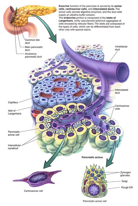 Pancreas Function, Pancreas Anatomy, Basic Anatomy And Physiology, Medical Student Study, Medical Training, Teaching Biology, Medical School Studying, Medical School Essentials, Human Anatomy And Physiology