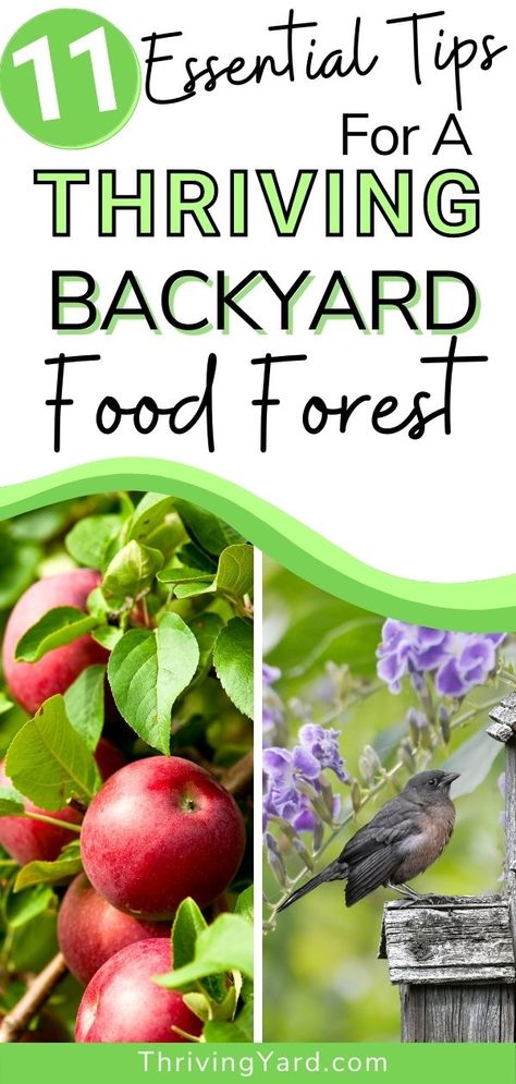 How to establish a successful food forest in your backyard? Follow these tips on how to plan and design your food forest for success. Which food plants and trees should you include? Ideas for your food forest garden. #foodforest #backyard #foodforrestdesign #gardenideas #backyardplants #foodplants Forrest Food Ideas, Garden Forest Backyards, Food Forest Garden Backyards, How To Make A Food Forest, Food Forest Ideas, Edible Forest Garden, Tropical Food Forest, Food Forest Layout, Seed Binder