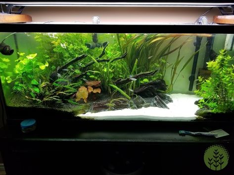 55 Gallon Tank, Fish Tank Ideas, Freshwater Aquarium Plants, Fish Tank Terrarium, Cool Fish Tanks, Fish Tank Design, Reptile Room, Betta Fish Tank, Cool Fish