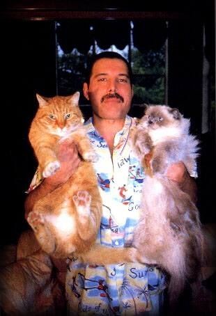 Freddie and giant gatos Celebrities With Cats, Men With Cats, Gatos Cool, Freddy Mercury, Queen Freddie Mercury, Queen Band, Mötley Crüe, Cat People, Freddie Mercury