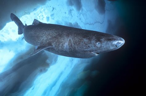 Greenland Shark, Types Of Sharks, Lake Monsters, Shark Facts, Species Of Sharks, Canadian Wildlife, National Wildlife Federation, Carpe Koi, Tiger Shark