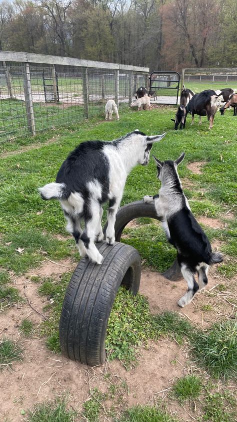 Goats Enclosure, Goat Enrichment Ideas, Goat Enclosure, Diy Goat Toys, Goat Ideas, Goat Playground, Future Motivation, Sheep Pen, Farm Facts