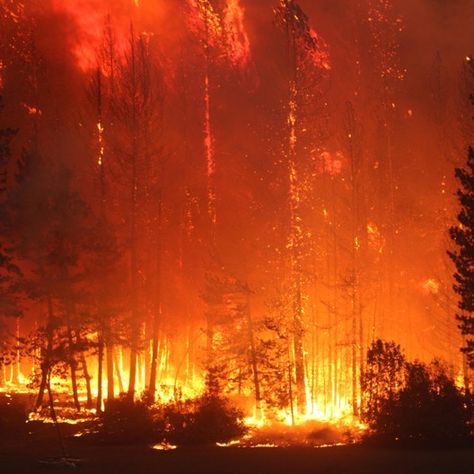 Heavy forest fuels burn at night on Ruth Lake CA | 2020 AUGUST COMPLEX Burning Forest Aesthetic, Forest Fire Background, Forest Fire Aesthetic, Fire In Forest, Burned Forest, Burnt Forest, Fire In The Forest, Nuclear Art, Burning Forest