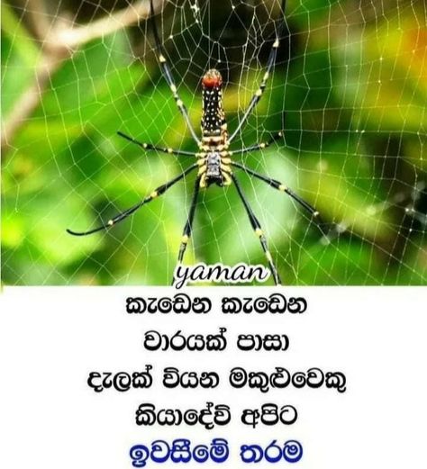 Sinhala Motivation Quotes, Heat Quotes, Fresh Start Quotes, Selfish People Quotes, Motivational Quotes For Success Positivity, Fake Love Quotes, Good Morning Animals, Love Captions, Happy Birthday Quotes Funny