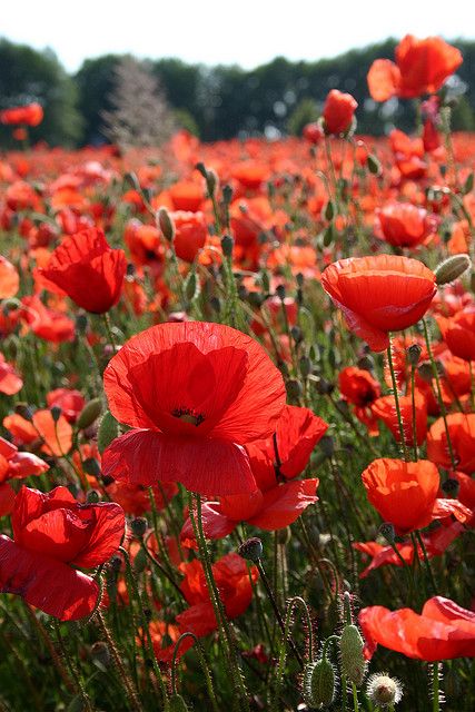 This made me smile at first sight! --Pia (Wild Poppies, Germany) Fields Of Flowers, Wild Poppies, Trendy Flowers, Poppy Flower, Flower Field, Red Poppies, Love Flowers, My Flower, Pretty Flowers