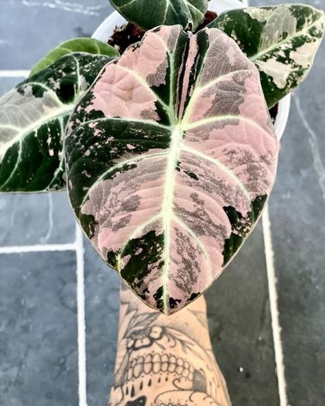 All Posts • Instagram Variegated Alocasia, Alocasia Black Velvet, Dream Plants, Plant Tissue, Velvet Pink, Pink Plant, Variegated Plants, Plant Aesthetic, Room With Plants