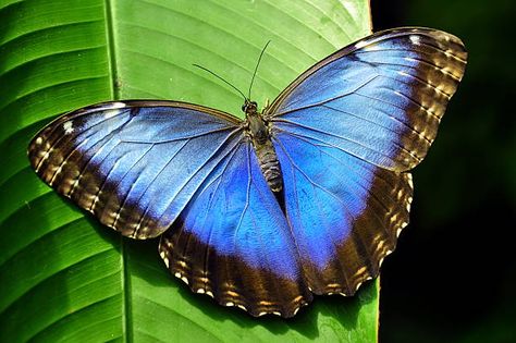 Blue Morpho Butterfly Pictures, Images and Stock Photos - iStock Picking Up The Pieces, Blue Morpho Butterfly, Morpho Butterfly, Blue Morpho, Butterfly Images, Butterfly Pictures, Earth Angel, Amazon Rainforest, Beautiful Butterflies