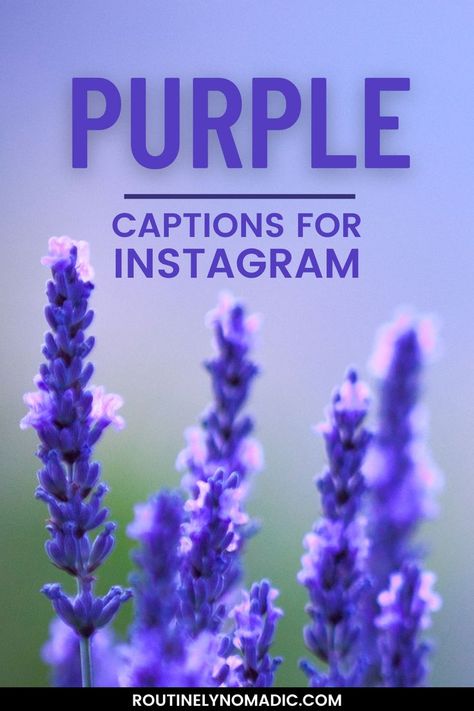 Flowers with words Purple Captions for Instagram Purple Funny Quotes, Lilac Captions For Instagram, Purple Saree Captions For Instagram, Captions For Purple Outfits, Purple Outfit Captions Instagram, Purple Captions Instagram, Purple Quotes Aesthetic, Purple In Nature, Violet Quotes