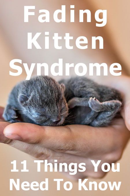 Orphaned Kitten Care, How To Care For Newborn Kittens, Breeding Cattery Design, Pregnant Cat Care, Kitten Enclosure Indoor, Neonatal Kitten Care, Newborn Kitten Care Tips, Kitten Nursery Ideas, Cat Birthing Box Ideas