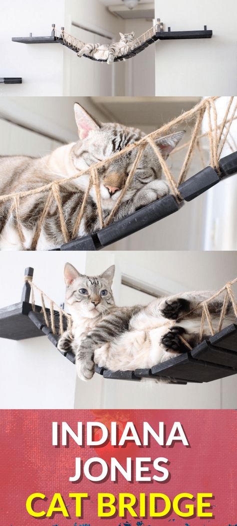 Cat Rope Bridge, Indiana Jones Style, Cat Bridge, Rope Bridge, The Doom, Cat Needs, Older Cats, Wild Adventures, Diy Cat