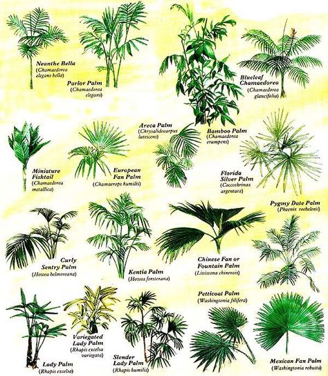 palmeras-clases-de-hojas Types Of Palm Trees, Palm Tree Types, Palm Trees Garden, Palm Plants, Tropical Backyard Landscaping, Tropical Landscape Design, Tropical House Plants, Tropical Garden Design, Tropical Backyard