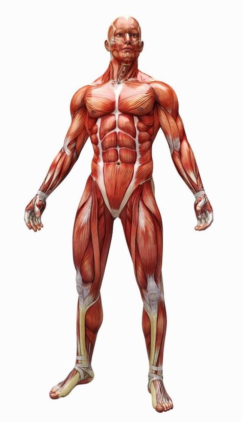 Body Muscle Anatomy, Human Muscle Anatomy, Human Anatomy Reference, Stand Up Straight, Shoulder Stand, Basic Anatomy And Physiology, Man Anatomy, Anatomy Sculpture, Anatomy Models