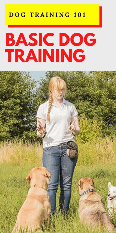 Basic dog training needs to be completed by six months of age #dogtraining #dogtrainingtips House Training Puppies, Easiest Dogs To Train, Basic Dog Training, Dog Training Advice, Puppy Training Tips, Dog Training Techniques, Best Dog Training, Dog Training Collar, Dog Obedience