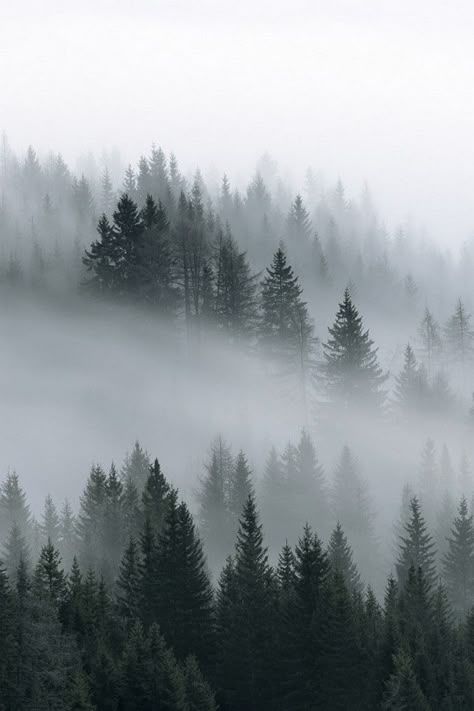 Отзывы Foggy Forest, Pine Trees, Mist, Beautiful Places, Nature Photography, Trees, Forest, Wallpapers, Paintings