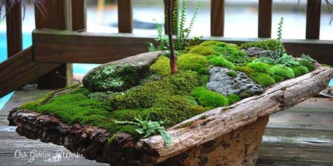 In this post, we will discuss the best ideas on how you can use moss to add life and decorate your space. Who knows it might be the niche in gardening that you’ll love. Moss Growing, Jardim Diy, Plantas Bonsai, Dish Garden, Moss Garden, Garden Terrarium, Indoor Gardens, Vivarium, Garden Designs