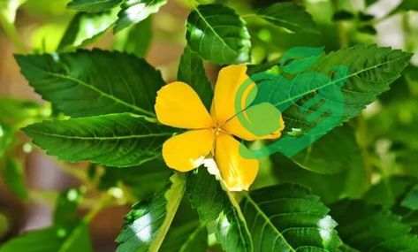 Damiana Leaves Benefits You Need to Know - Power Up Your Health Damiana Benefits, Damiana Tea, Regular Bowel Movements, Boost Your Mood, Natural Remedy, Healthy Gut, Herbal Supplements, Digestive Health, Herbal Remedies