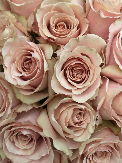 Quicksand Roses                                                                                                                                                                                 More Pale Dogwood, Photo Rose, Bridal Roses, Silk Florals, Rose Vase, Blush Flowers, Diy Wedding Flowers, Rose Photos, Wholesale Flowers